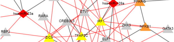 gbmSYGNAL Transcriptional Regulaotry Network